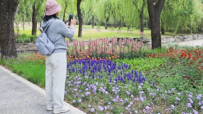 颐和园东墙外，这个免费公园开啦！花海、稻田、水渠、栈道……