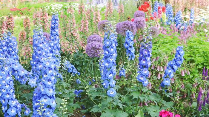 颐和园东墙外，这个免费公园开啦！花海、稻田、水渠、栈道……