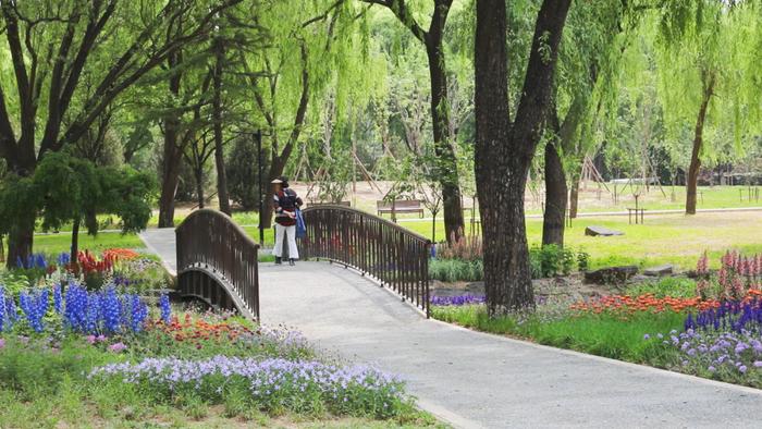 颐和园东墙外，这个免费公园开啦！花海、稻田、水渠、栈道……