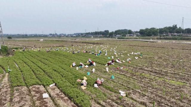 农田草药香 东坡区6.7万亩川芎丰收忙