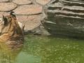 野生动物园20只东北虎死亡！游客爆料：虫子多，饮用水发绿发臭！官方最新回应
