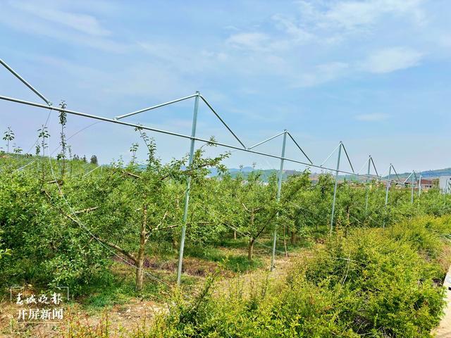 无人机架线“初体验”，鲁甸苹果园防雹网建设“飞”起来