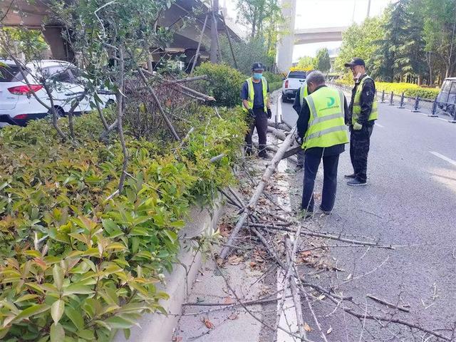 郑州城管部门积极应对大风天气 若发现有倒树情况可拨打12319城管热线反映