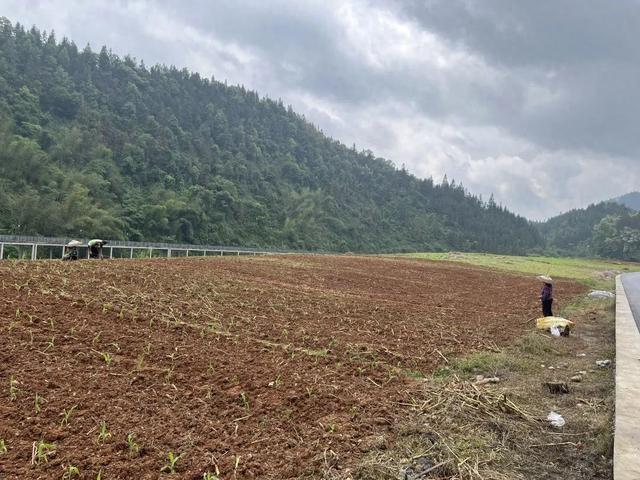 邦洞街道赖洞村：“大豆玉米套种”助农“一地双收”