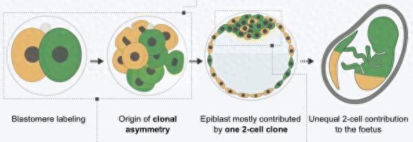 《细胞》：新研究揭示不对称性是如何造就生命的