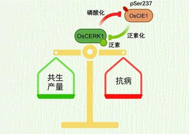 植物如何区分“有害”或是“有益”微生物？中国科学院团队有新发现