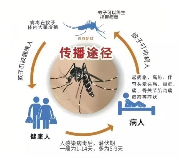 当心！佛山已出现登革热病例！无特效药，预防记住这样做→