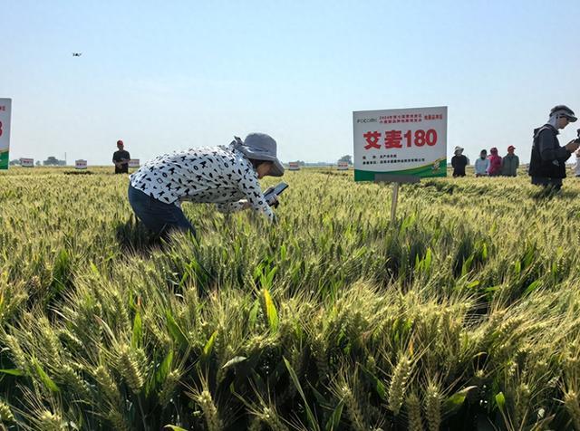 第七届黄淮麦区小麦新品种地展博览会举办