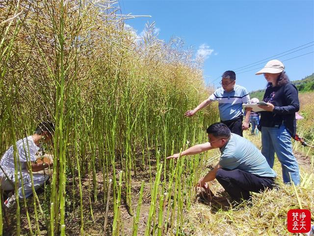 印江：油菜测产喜人 夏油丰收在望