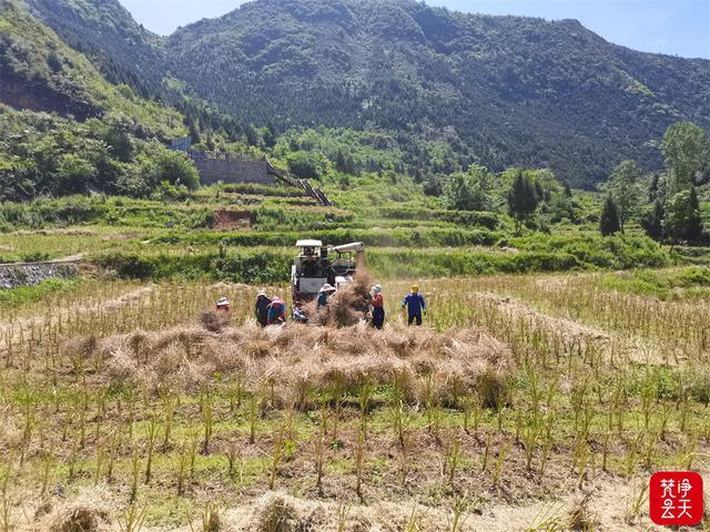 印江：油菜测产喜人 夏油丰收在望