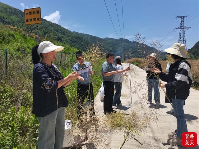 印江：油菜测产喜人 夏油丰收在望