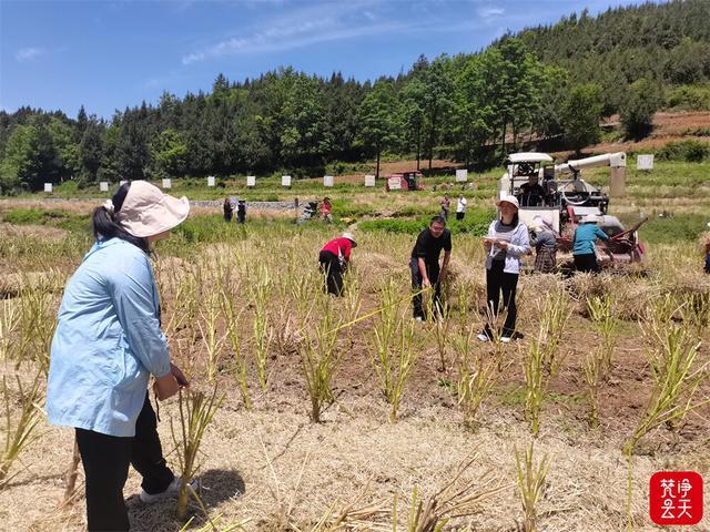 印江：油菜测产喜人 夏油丰收在望