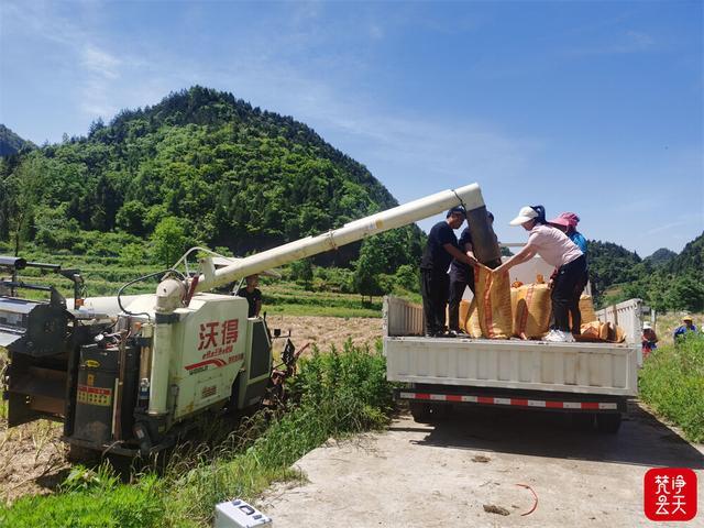 印江：油菜测产喜人 夏油丰收在望