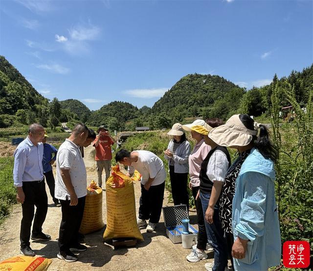 印江：油菜测产喜人 夏油丰收在望