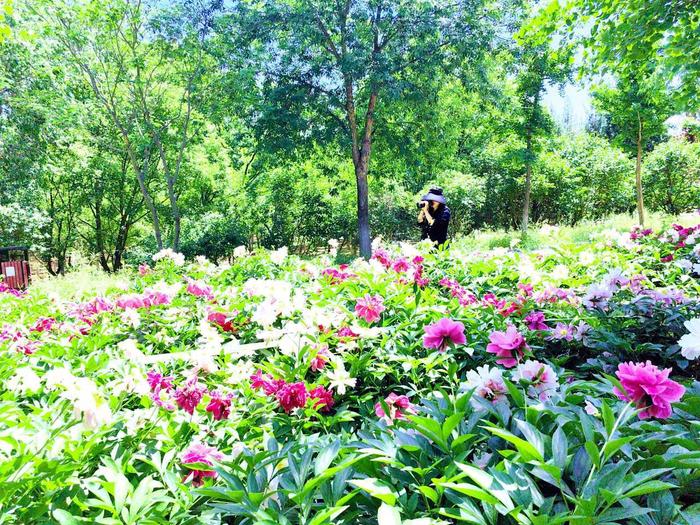 丰台版“王婆说媒”将现身千青爱草仙龙园