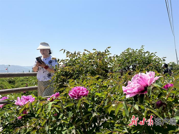 定西市临洮县：牡丹花开惹人醉 国色天香竞芬芳