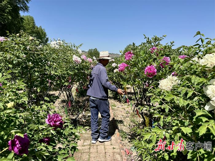 定西市临洮县：牡丹花开惹人醉 国色天香竞芬芳