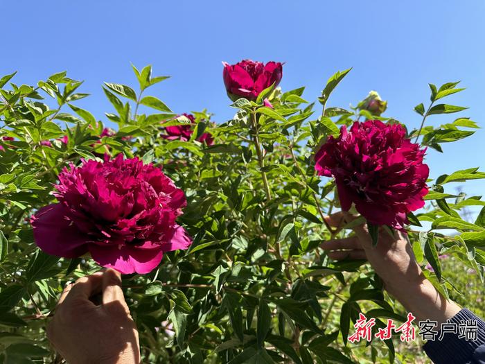 定西市临洮县：牡丹花开惹人醉 国色天香竞芬芳