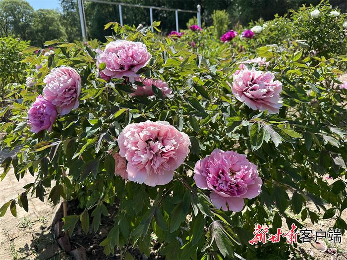 定西市临洮县：牡丹花开惹人醉 国色天香竞芬芳