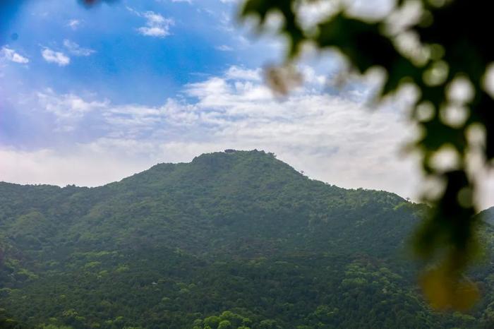 香山悠悠初夏时 绿意涌动山风拂面