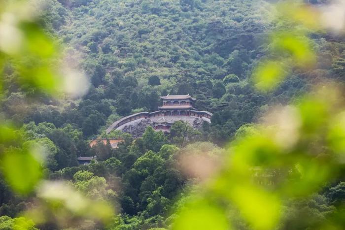 香山悠悠初夏时 绿意涌动山风拂面