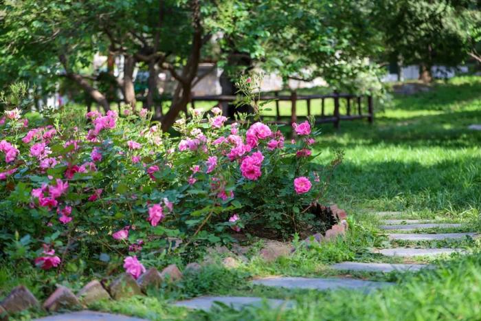 香山悠悠初夏时 绿意涌动山风拂面