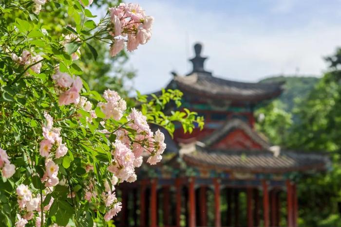 香山悠悠初夏时 绿意涌动山风拂面