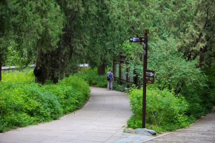 香山悠悠初夏时 绿意涌动山风拂面