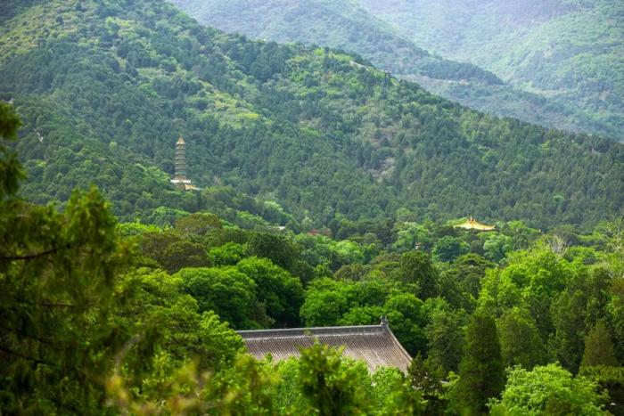 香山悠悠初夏时 绿意涌动山风拂面