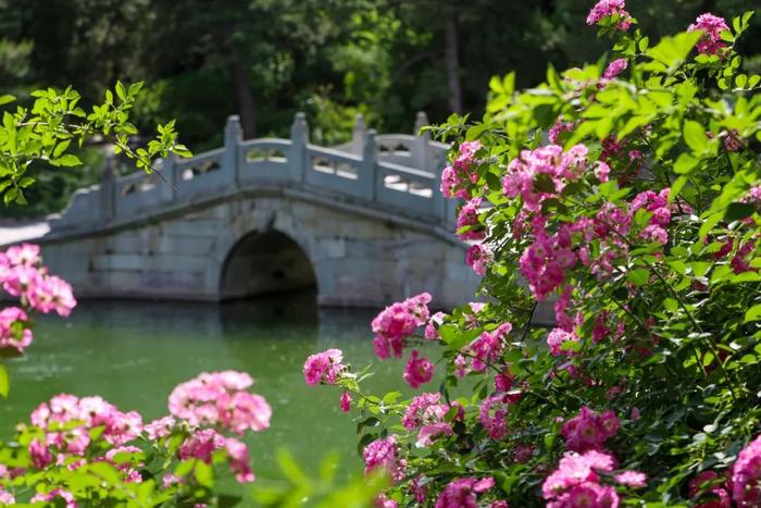 香山悠悠初夏时 绿意涌动山风拂面