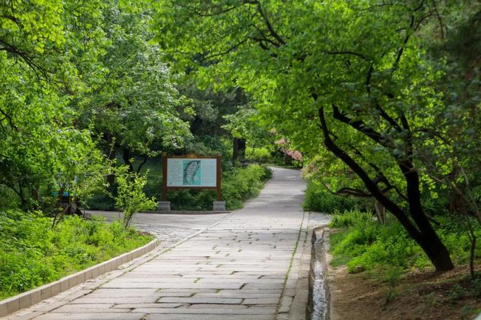 香山悠悠初夏时 绿意涌动山风拂面