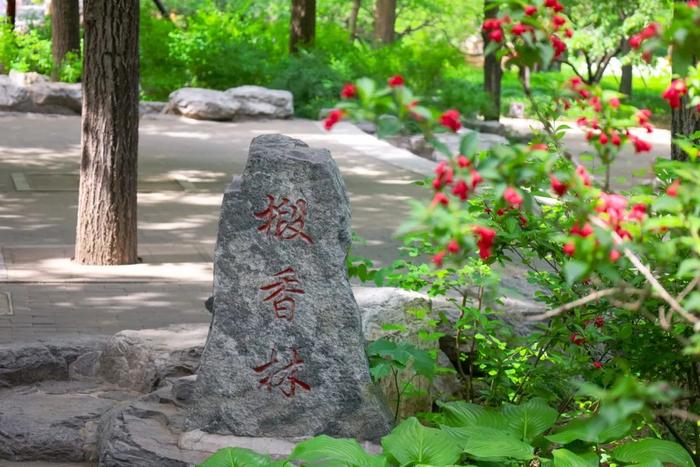 香山悠悠初夏时 绿意涌动山风拂面