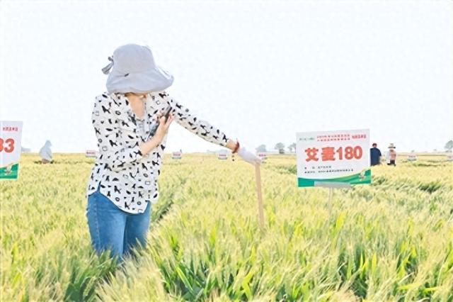 第七届黄淮麦区小麦地展博览会举行 451个小麦新品种荥阳“打擂”