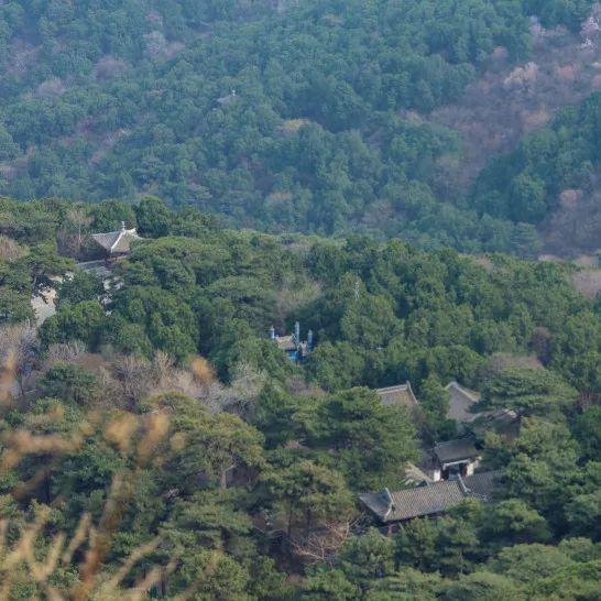 香山悠悠初夏时 绿意涌动山风拂面