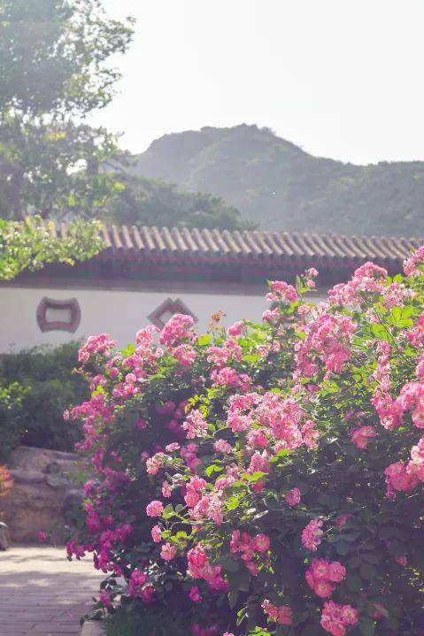 香山悠悠初夏时 绿意涌动山风拂面