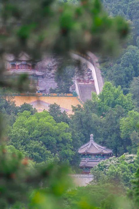 香山悠悠初夏时 绿意涌动山风拂面