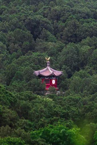 香山悠悠初夏时 绿意涌动山风拂面