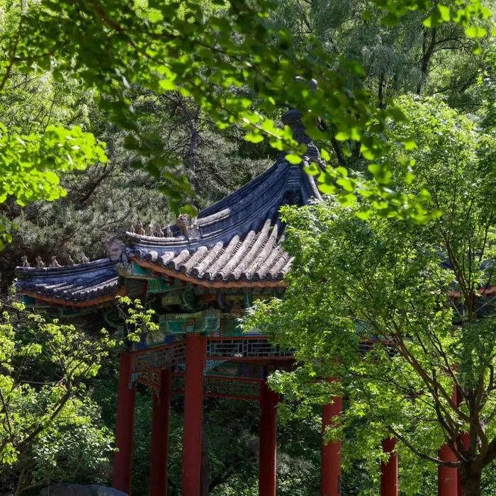 香山悠悠初夏时 绿意涌动山风拂面