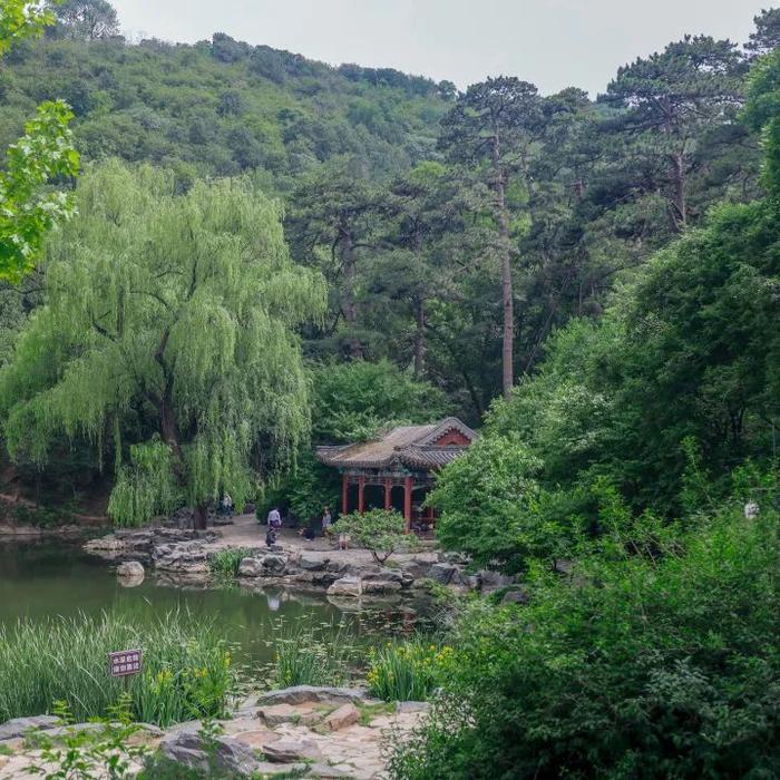 香山悠悠初夏时 绿意涌动山风拂面