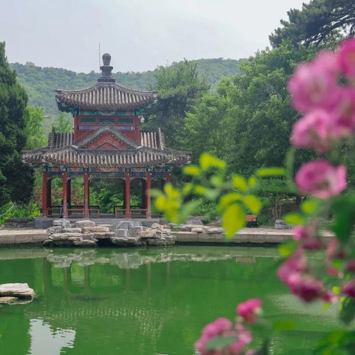 香山悠悠初夏时 绿意涌动山风拂面