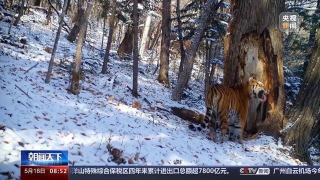 “继承者”来了！东北虎猎杀东北豹后续