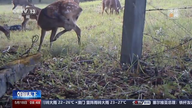 “继承者”来了！东北虎猎杀东北豹后续