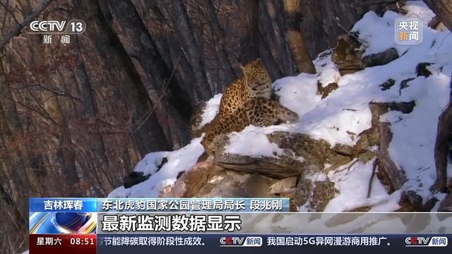 “继承者”来了！东北虎猎杀东北豹后续