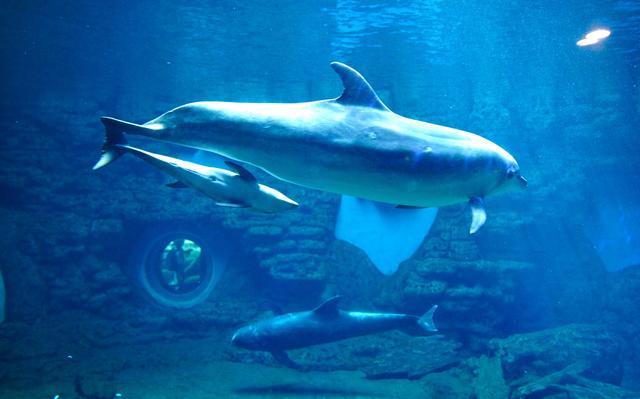 跨种族的爱，同样可以有结果：郑州海洋馆繁育出“鲸豚兽宝宝”
