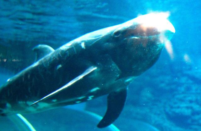 跨种族的爱，同样可以有结果：郑州海洋馆繁育出“鲸豚兽宝宝”