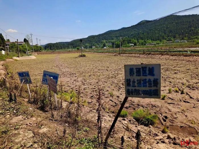 “每晚涌入几百人”！养殖基地被传“随便捡”，几万斤龙虾遭哄抢，养殖者：太心痛