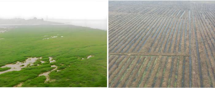 非法采砂挖空洲滩、违规种植死灰复燃，洞庭湖区生态遭破坏