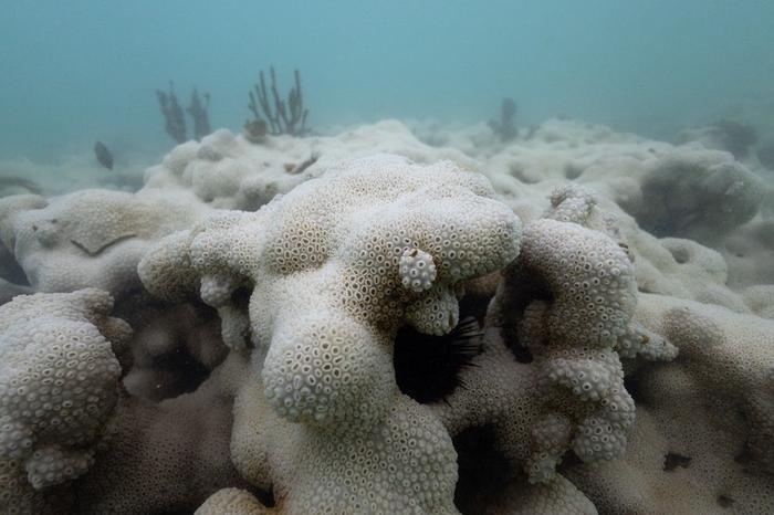 海水长时间异常高温：全球珊瑚礁正在发生第四次白化