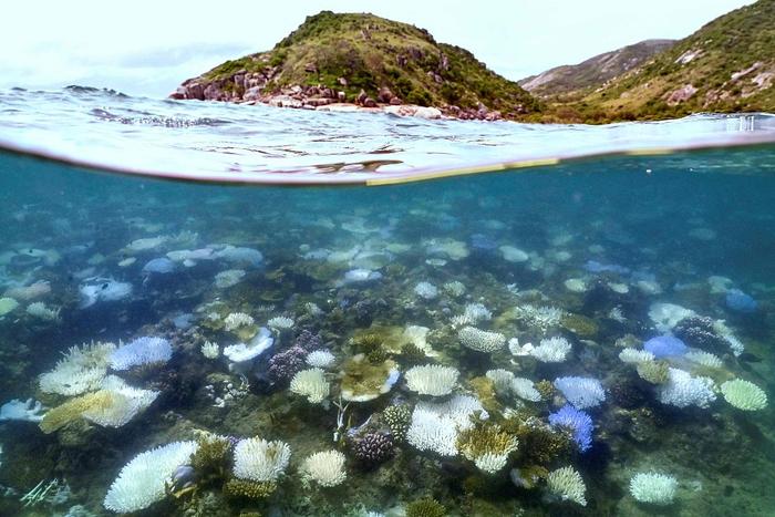 海水长时间异常高温：全球珊瑚礁正在发生第四次白化