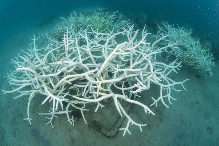 海水长时间异常高温：全球珊瑚礁正在发生第四次白化